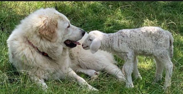 les chiens de protections